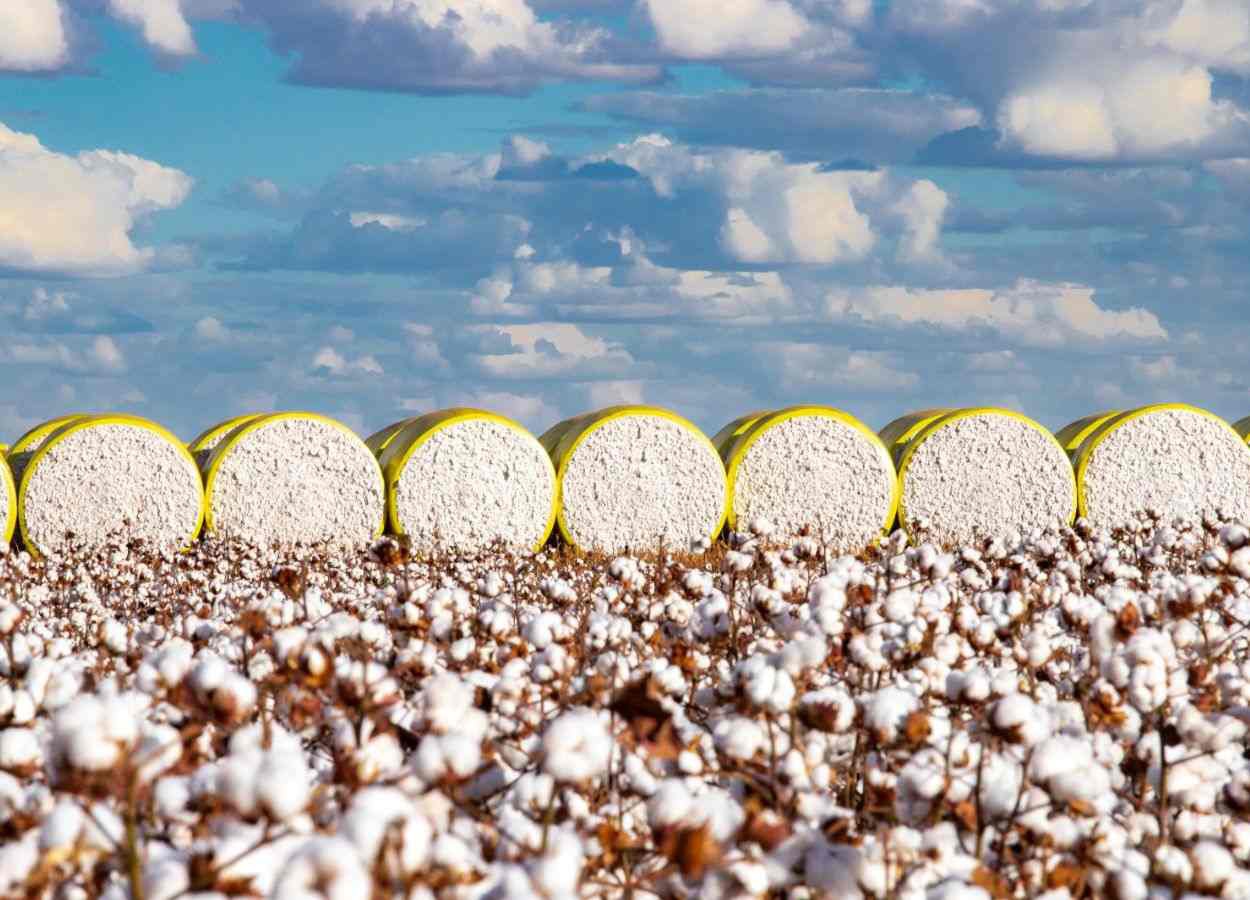 Associação Baiana dos Produtores de Algodão celebra decisão publicada no DOEBA desta terça-feira (30/6)