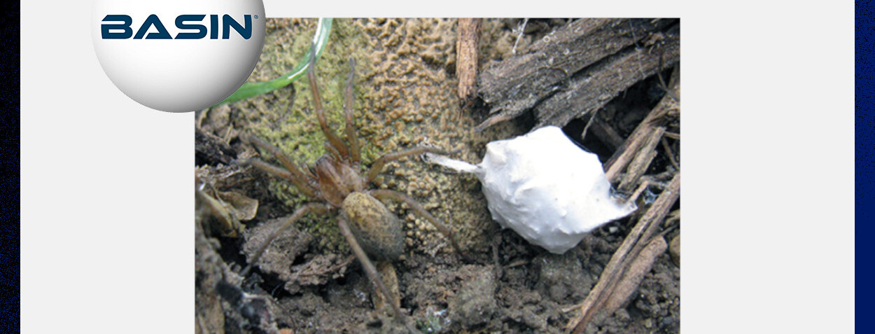 Aranha hobo fêmea adulta (esquerda) com saco de ovos (direita) - Foto: Utah State University