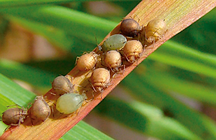 Como plantas e pulgões travam batalhas moleculares