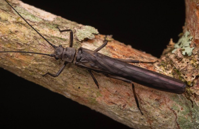 Nova espécie de inseto é descoberta em Minas Gerais