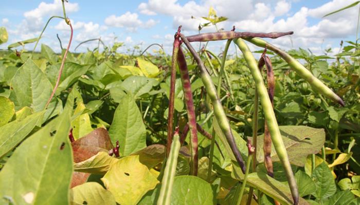 Cultivares de feijão-caupi da Embrapa são incluídas em zoneamento para Mato Grosso