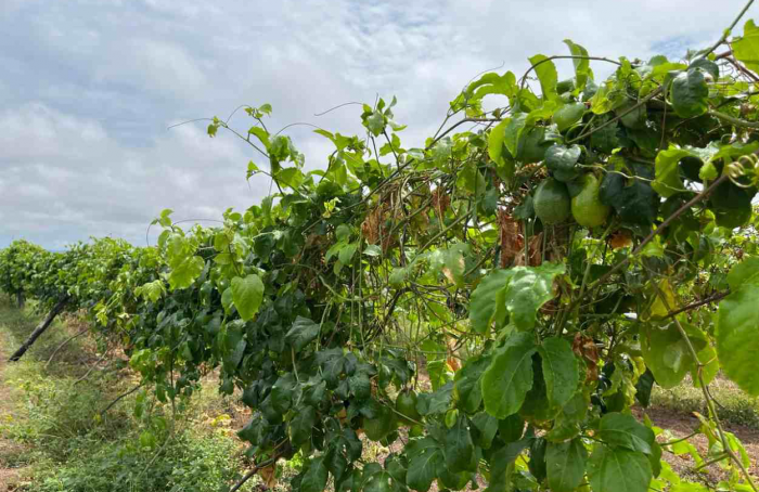 Goiás divulga resultado preliminar do Projeto de Fruticultura Irrigada do Vão do Paranã
