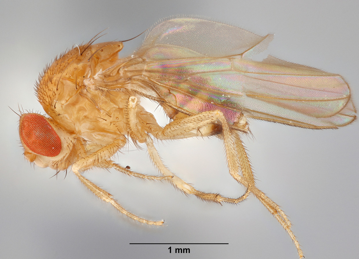 Foto: Paul Langlois, USDA