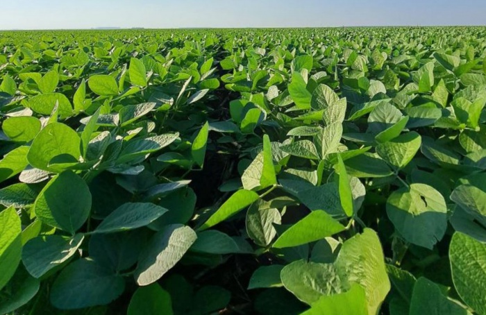 Plantio da safra de soja 2025/2026 é finalizado em MS