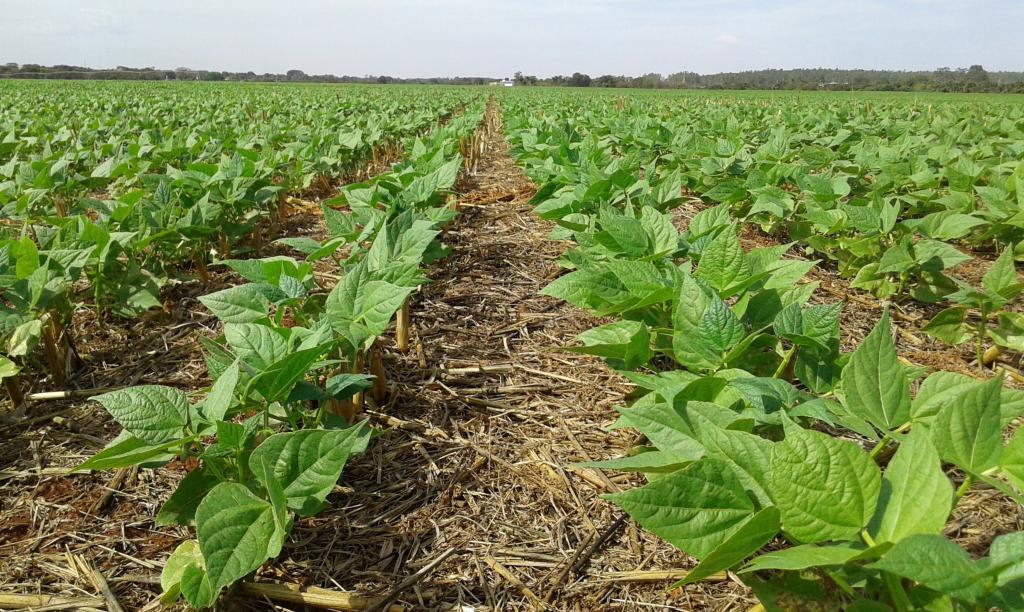 Lavoura de feijão aumenta em 12,8% sua produtividade com o uso  de fertilizante biológico