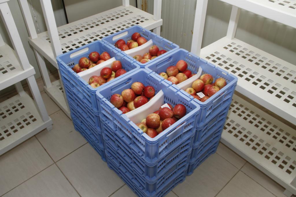 Dormência em fruticultura de clima temperado é tema de seminário