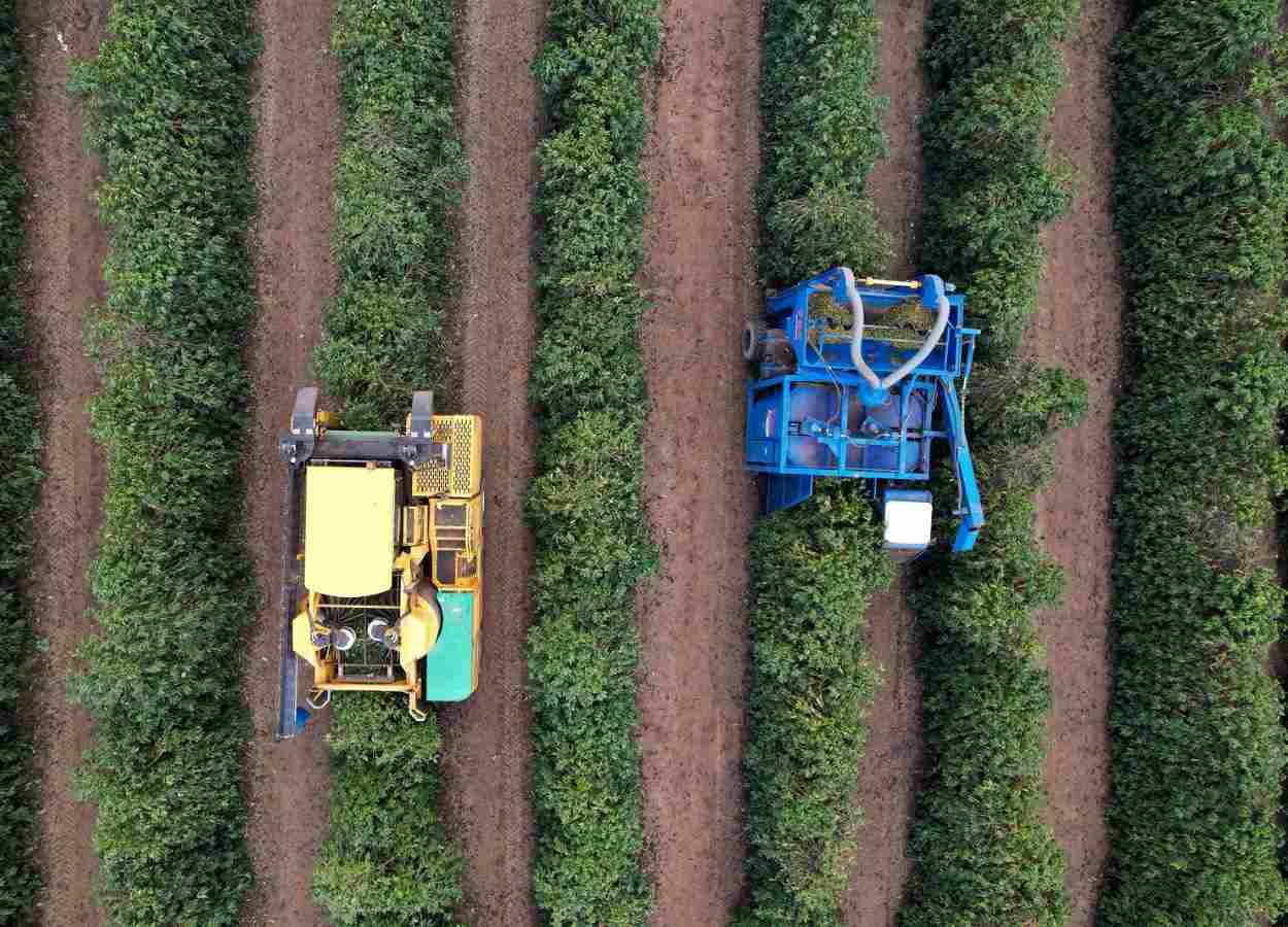 Colheita de café se aproxima de 15% na área da Expocacer