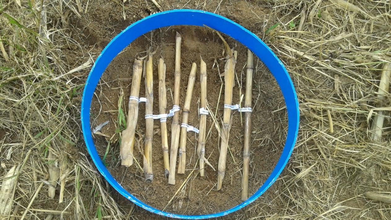 Resíduos orgânicos são capazes de controlar o fungo causador da podridão em colmos de milho
