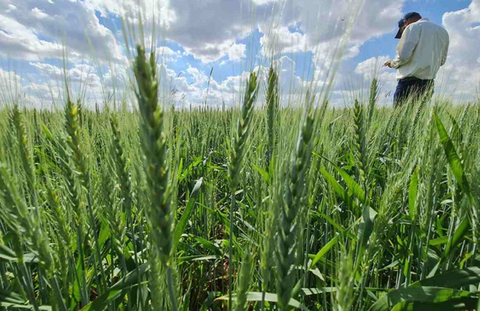 Embrapa lança plataforma com dados da cadeia do trigo no Brasil