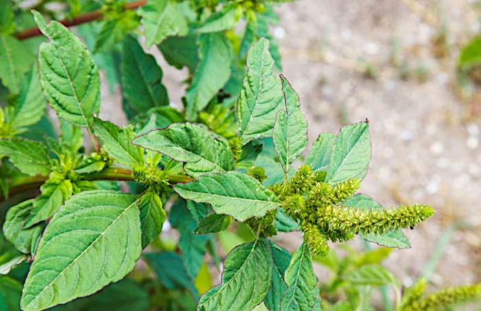 Agrodefesa atua para evitar a entrada de Amaranthus palmeri em Goiás