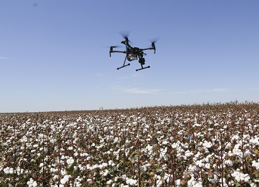 Estudo da Rede AP aponta redução de custo na produção de algodão em sistema on farm no MT