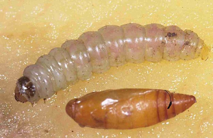 Parasitoide altera desenvolvimento e reprodução da traça-da-batata