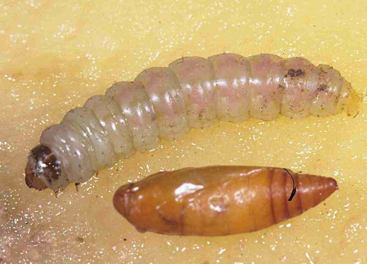 Parasitoid verändert die Entwicklung und Fortpflanzung der Kartoffelmotten.