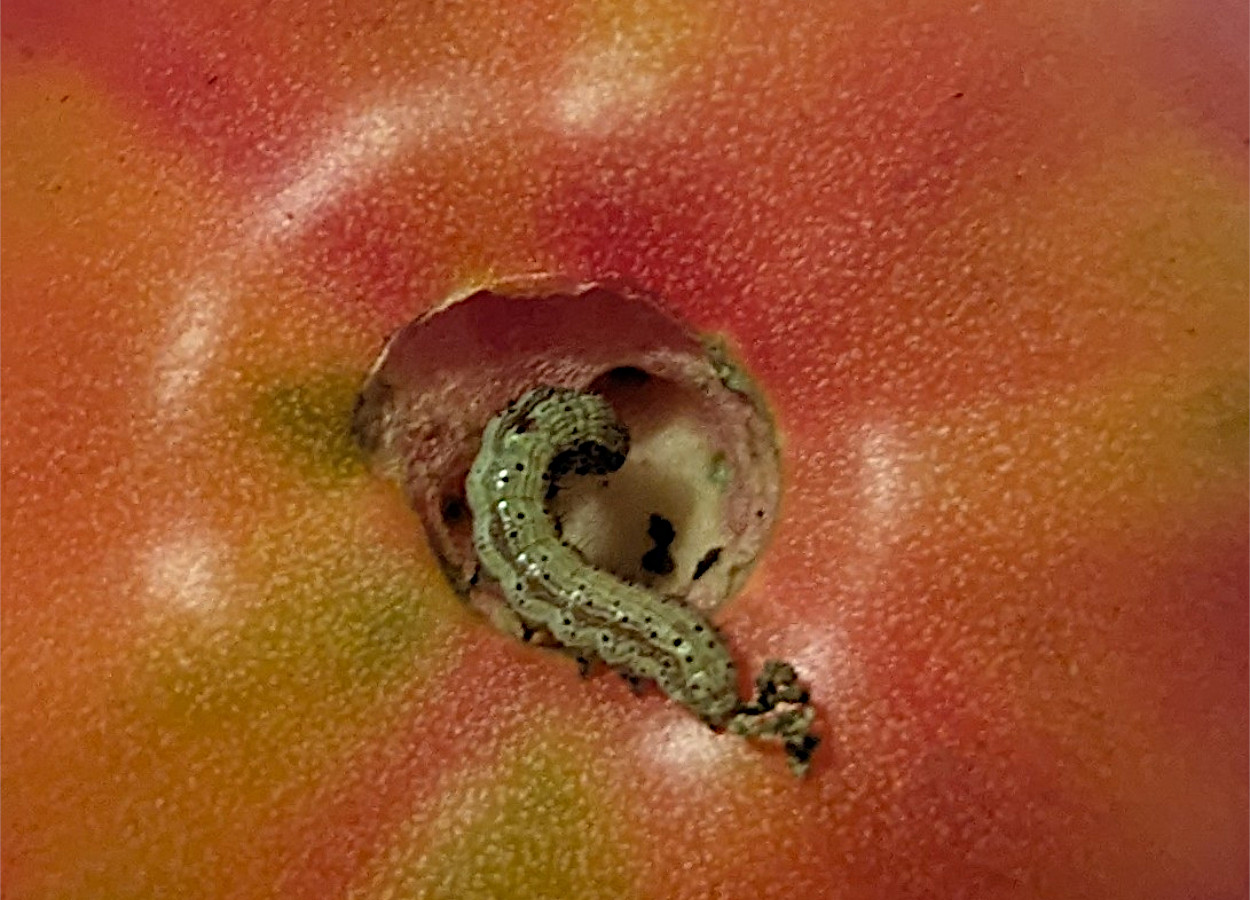 Foto:&nbsp;Tina__w / iNaturalist - CC by-nc 4.0