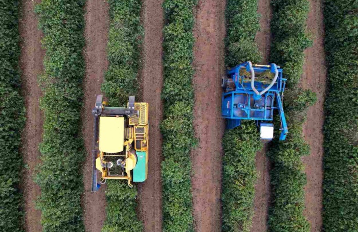 Colheita de café arábica chega a 81% no Cerrado Mineiro
