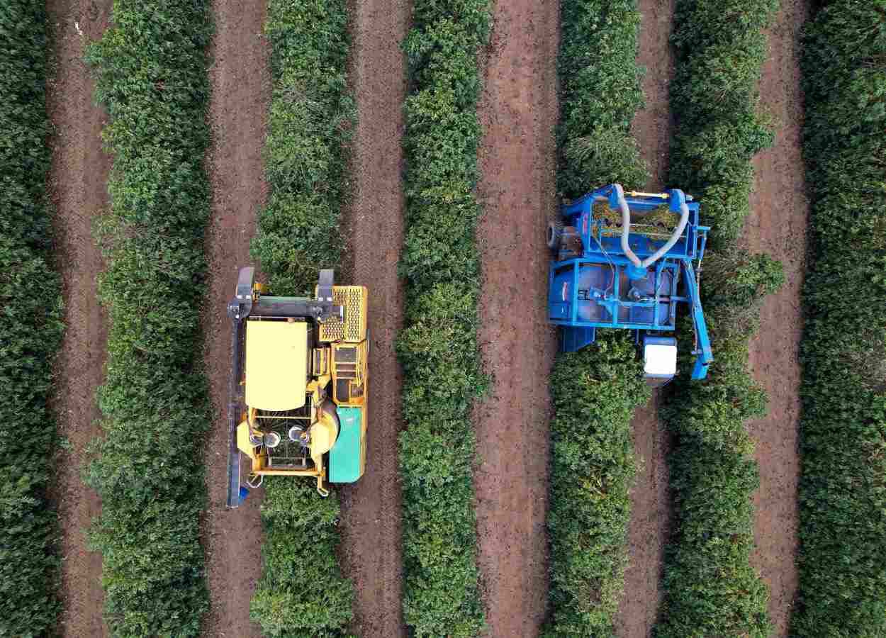 Colheita de café arábica chega a 81% no Cerrado Mineiro