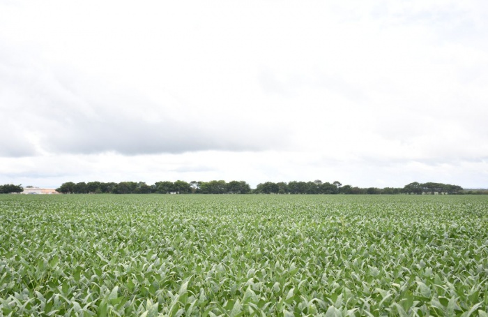 Plantio de soja sequeiro termina dia 15 no Tocantins