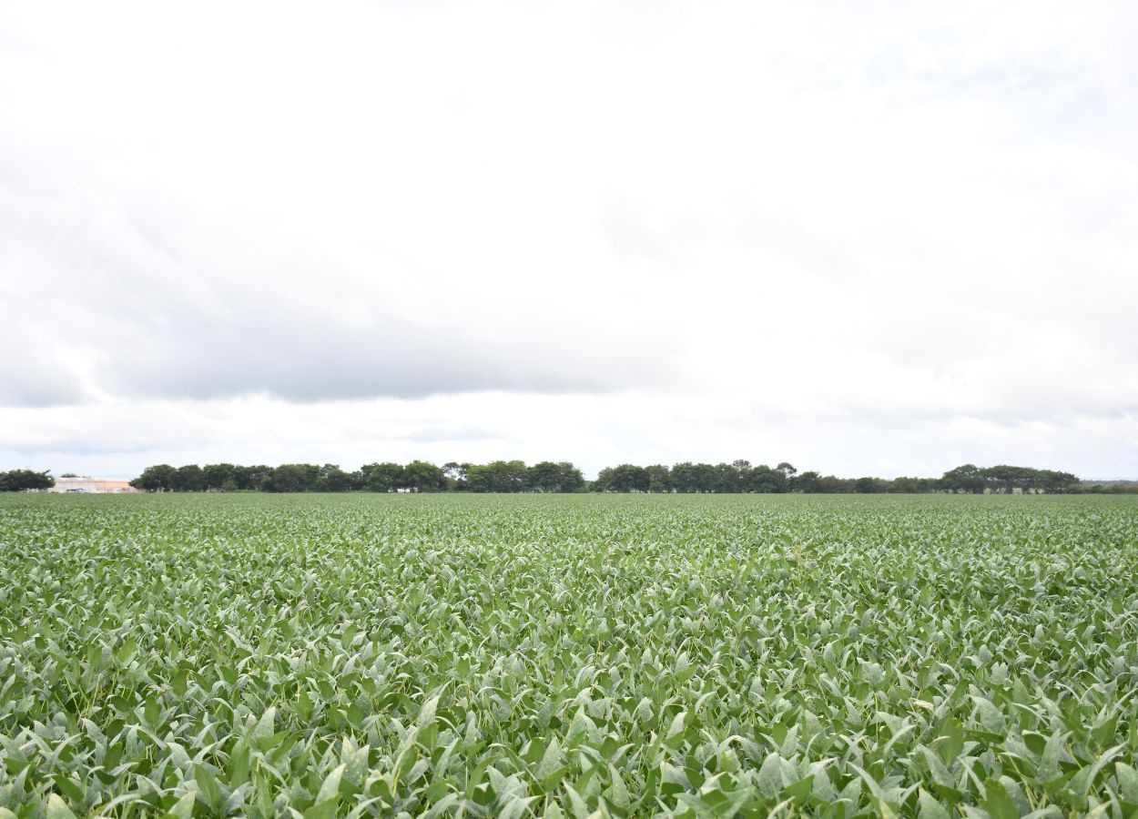 La saison des semis de soja dans le Tocantins se termine le 15.