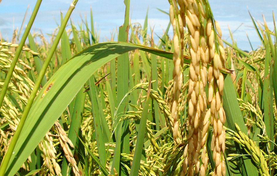 Pesquisa aponta grande contribuição de bioinsumos e silício no arroz de terras altas