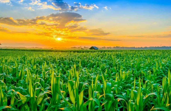 Aumento da área de plantio de milho atualiza perspectivas para a safra norte-americana