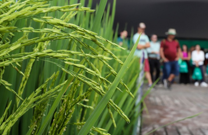 Abertura Oficial da Colheita do Arroz 2026 abre inscrições