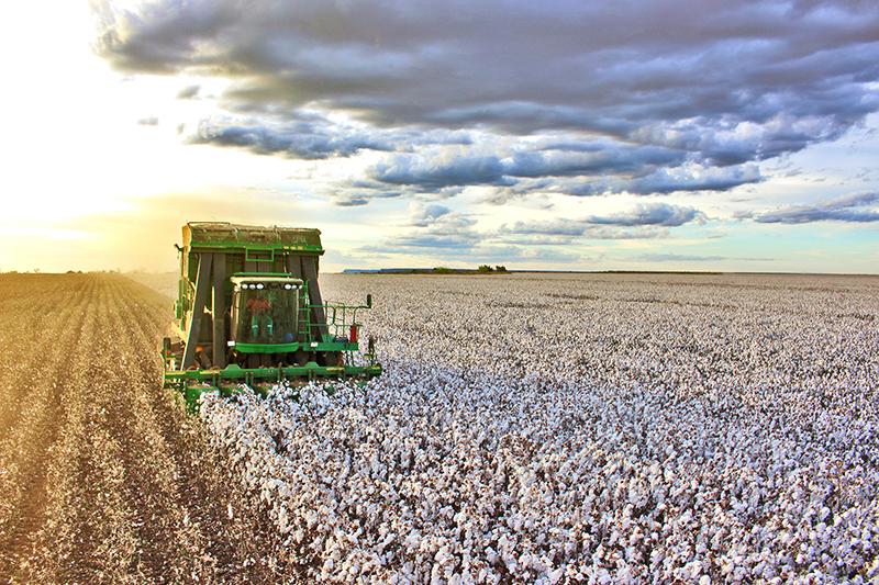 Colheita do algodão chega a 70% da área plantada no oeste da Bahia