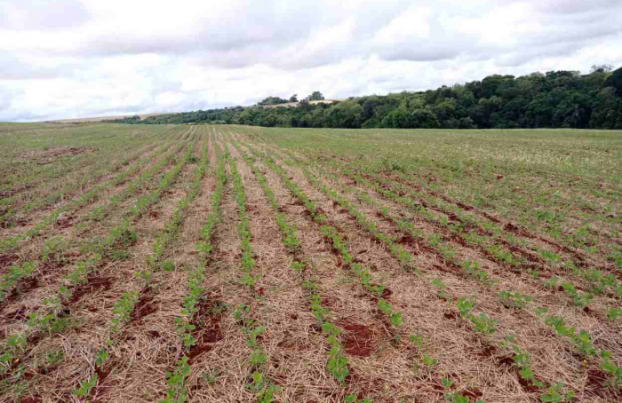 Soybean sowing reaches 84% ​​in Rio Grande do Sul