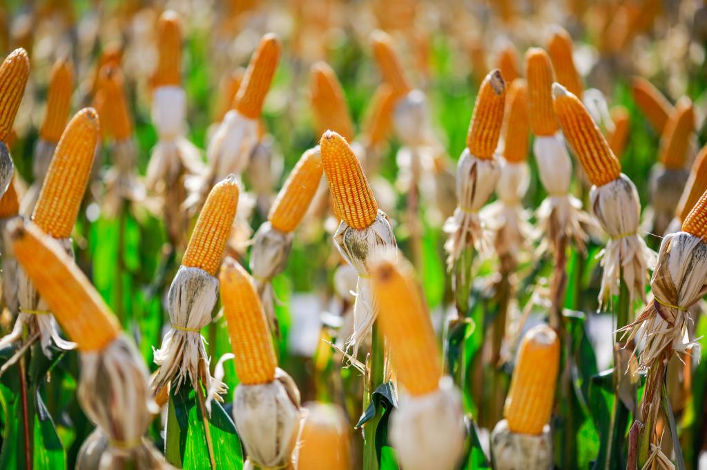 Aprosoja-MT lança eventos técnicos voltados para a cultura do milho