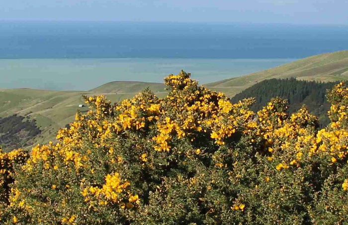 Expansão local de plantas indica risco de invasão global