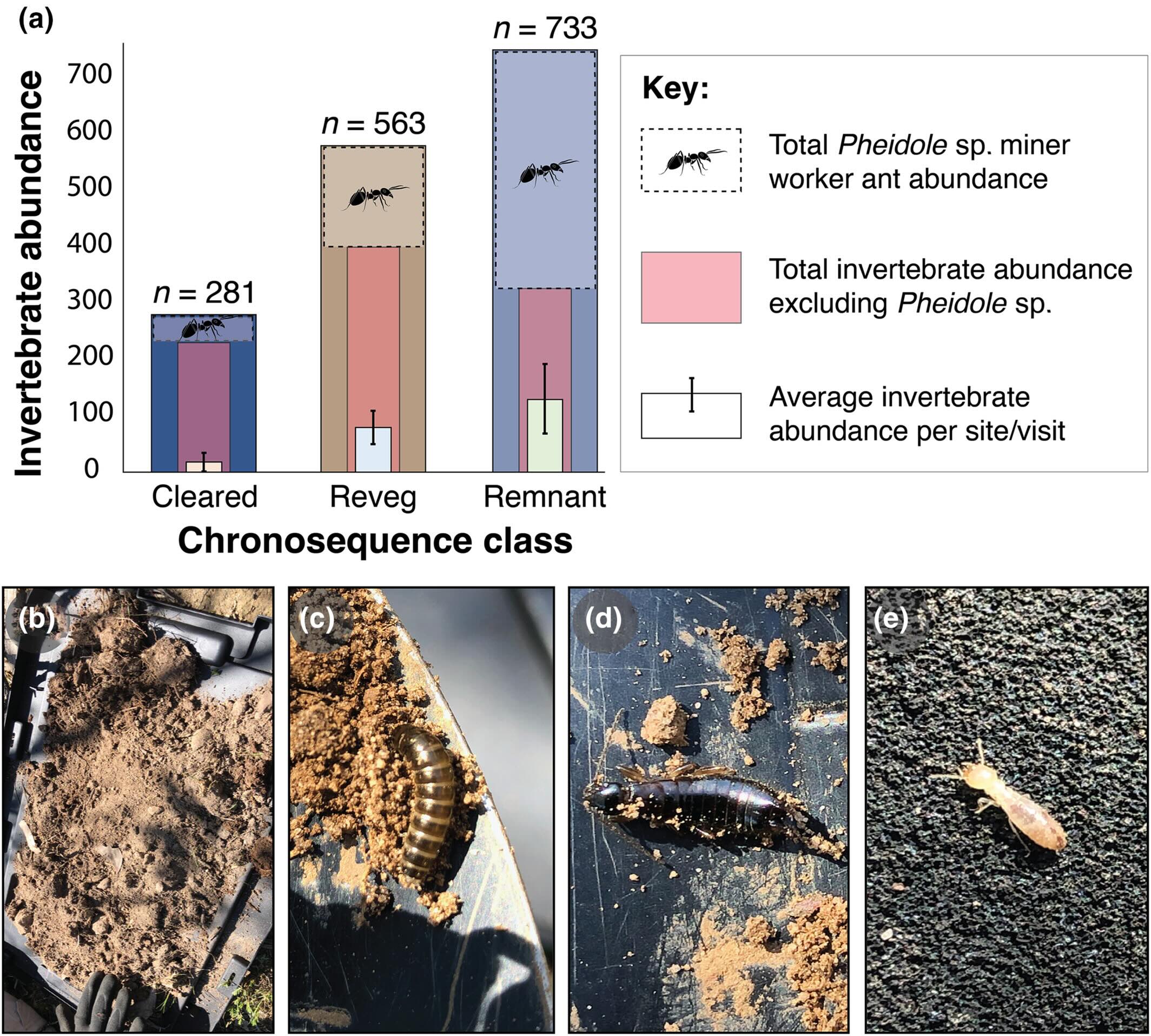 (a) Gráficos de barras mostrando diferenças na abundância de invertebrados entre classes de cronossequência, incluindo a pós-filtragem das espécies mais abundantes (<i>Pheidole</i> sp.), o que provavelmente confunde as relações abundância-acústica devido às suas características físicas; (b) solo espalhado na tampa da câmara de atenuação sonora para contagem de invertebrados no campo; (c) larvas de besouro não identificadas; (d) tesourinha, Dermeptora; (e) cupim, Isoptera