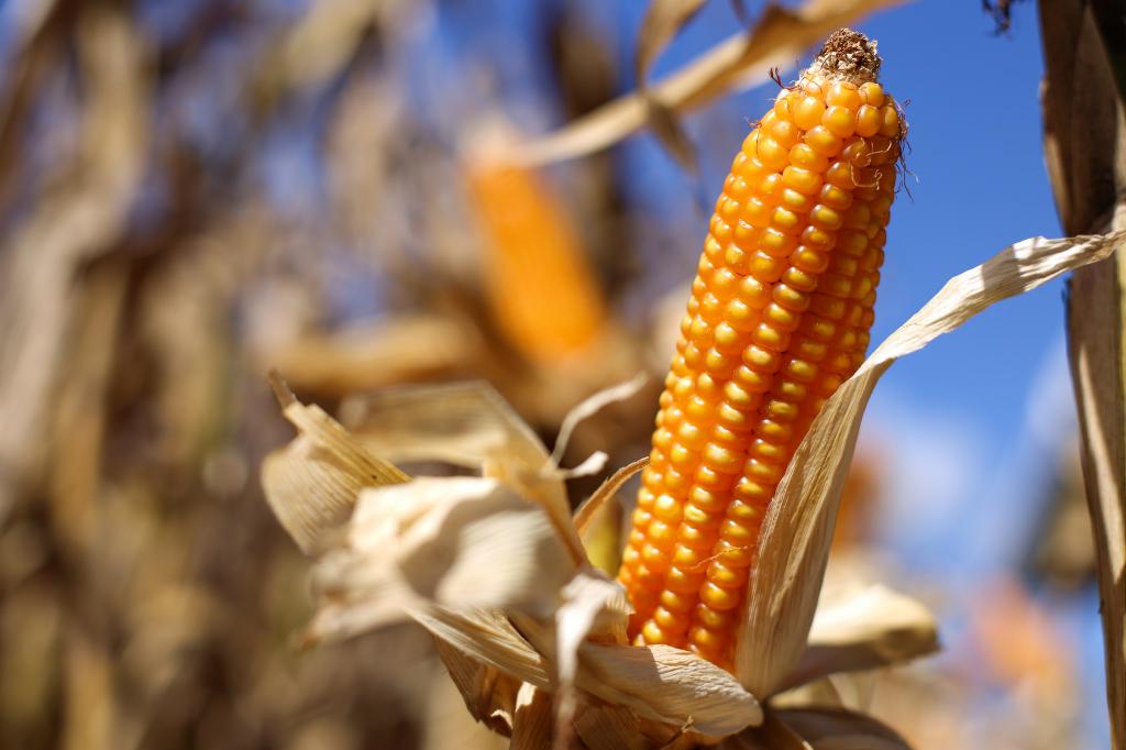 Valor da Produção Agropecuária é estimado em R$ 572,9 bilhões