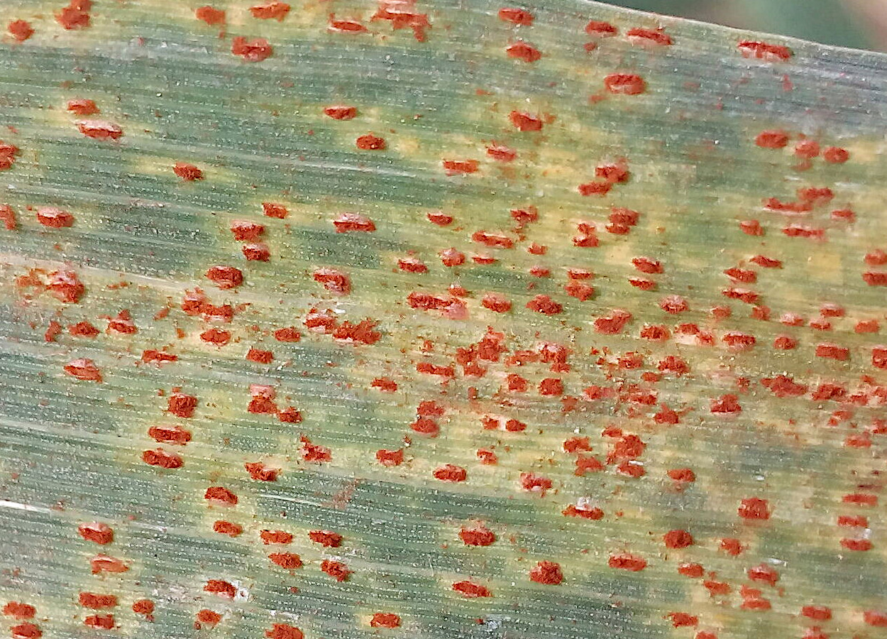 <i>Puccinia triticina</i> - Foto: Thirunarayanan Perumal, Banaras Hindu University