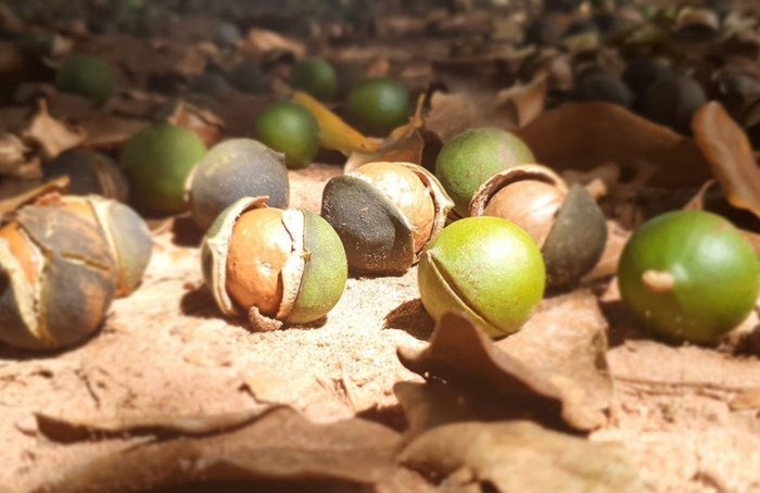 Sistema mapeia pragas que afetam a produção da macadâmia