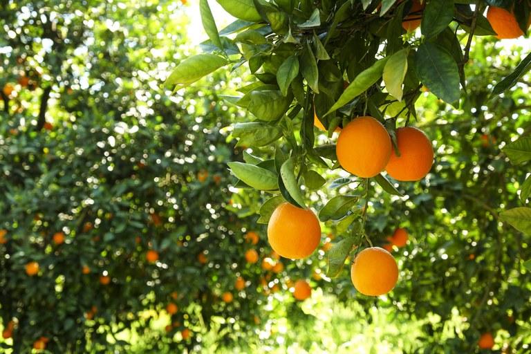 Novo zoneamento traz novidades sobre riscos climáticos para a cultura de citros