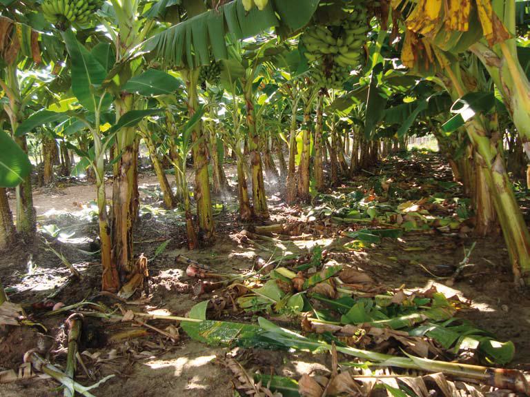 Nutrição correto no cultivo de banana