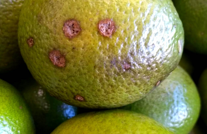 Produtores de citros de Minas Gerais devem ficar em alerta nos próximos meses