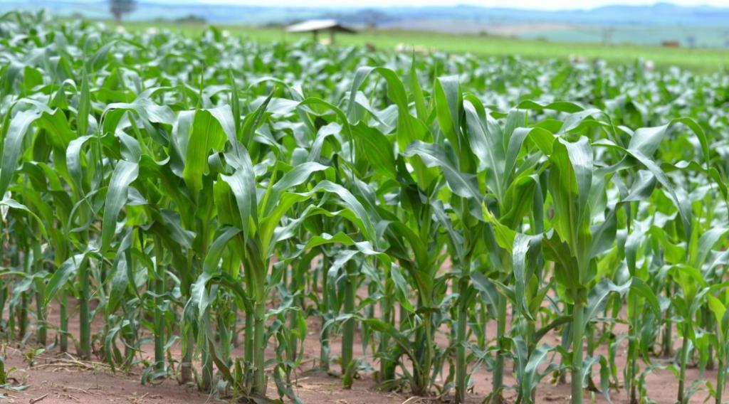 Crescimento da área e bom tempo indicam aumento na safra de milho no MS