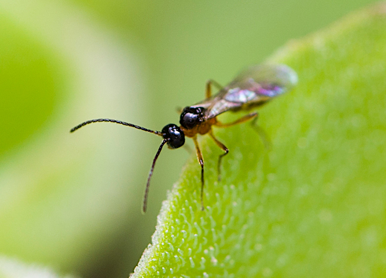 Foto:&nbsp;lq-yang - iNaturalist - CC BY-NC 4.0