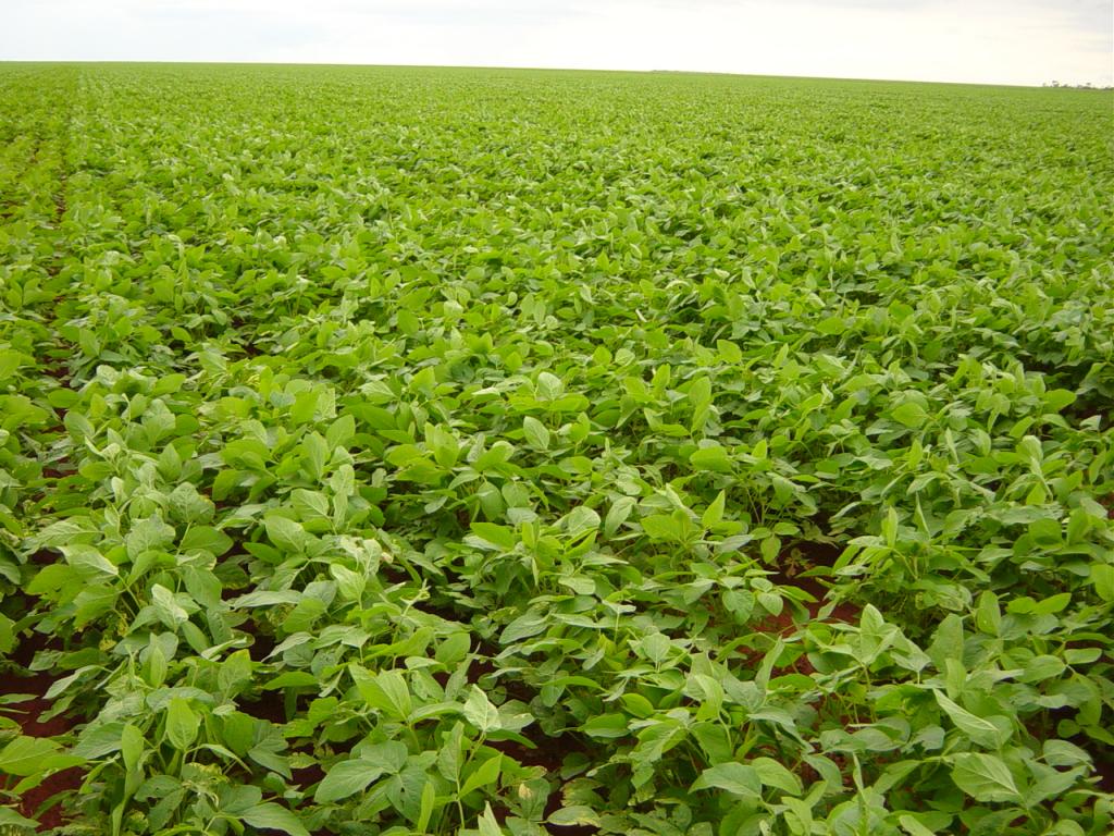 Antecipado o plantio da soja no Oeste da Bahia