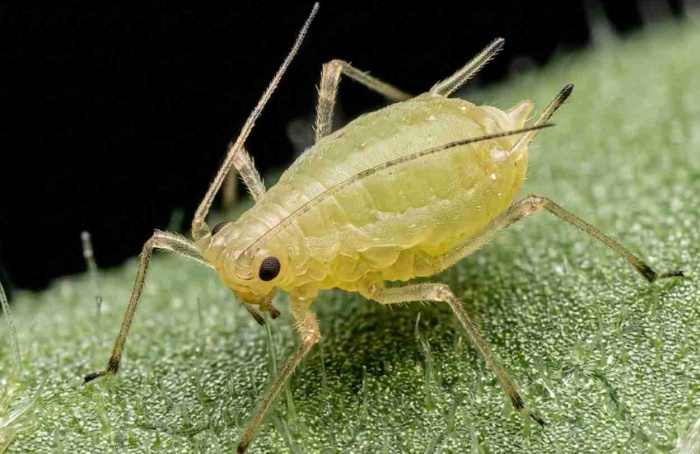 Opsinas regulam fototaxia em Myzus persicae