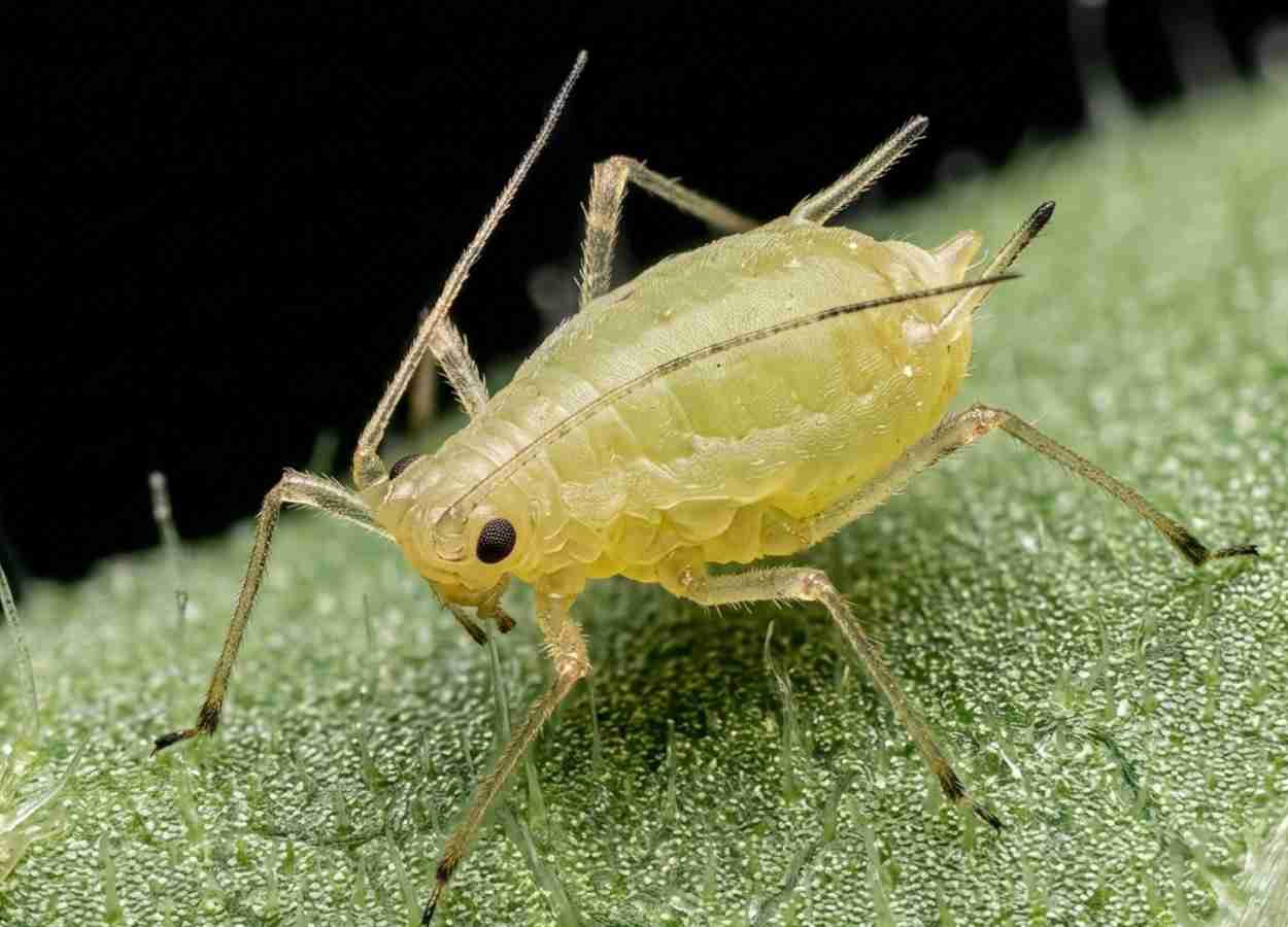 Opsinas regulam fototaxia em Myzus persicae