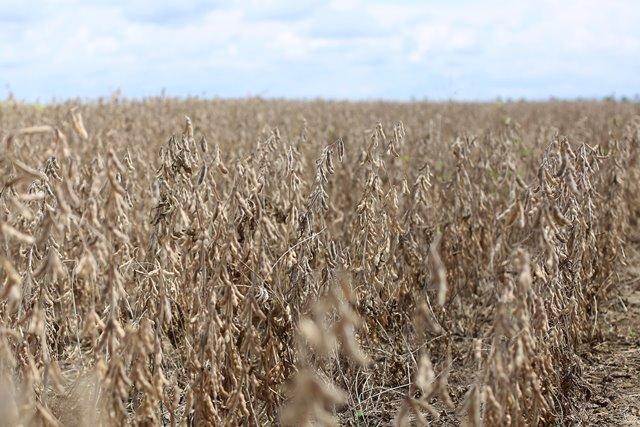 Exportações de farelo de soja estão em queda e importação de fertilizantes aumenta