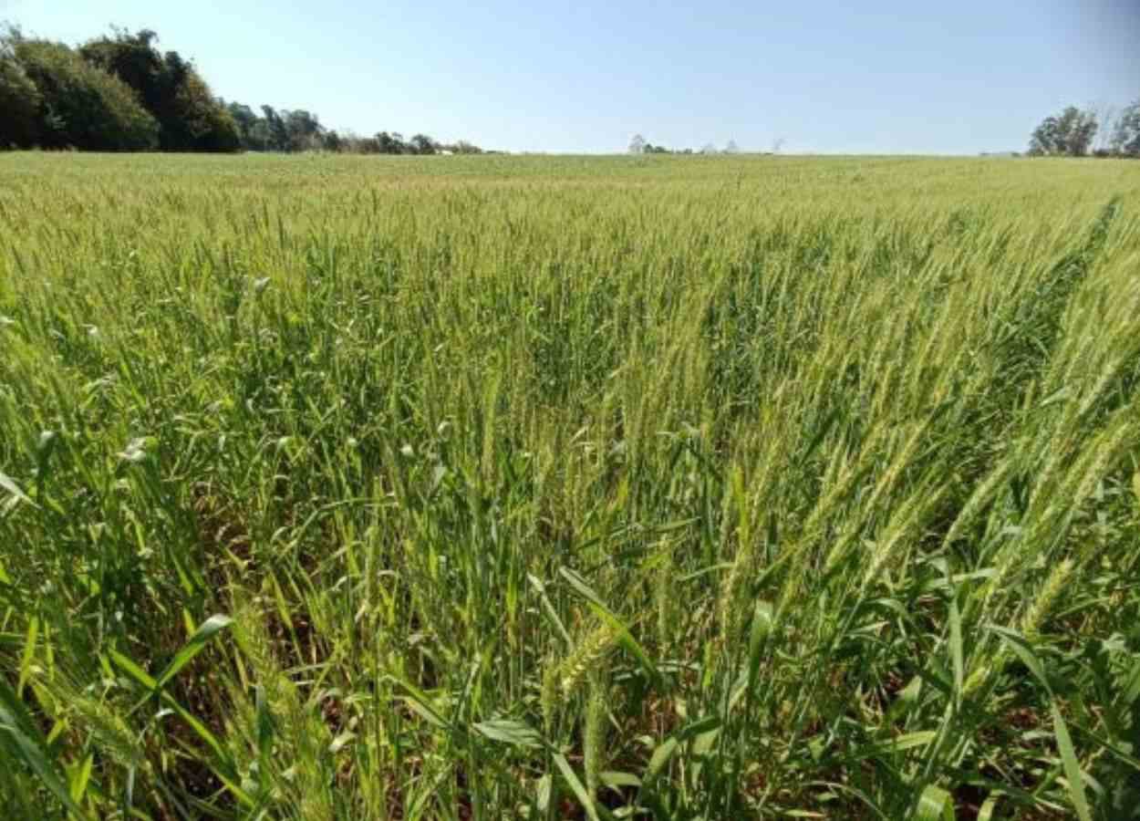 RS Safra 2025/26: chuvas afetam ritmo das culturas de inverno