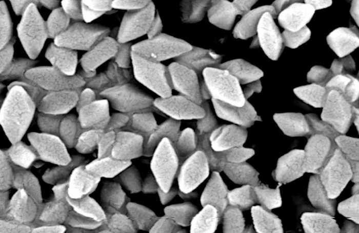 Bioinseticida com Bt preserva predação de crisopídeo em Spodoptera frugiperda