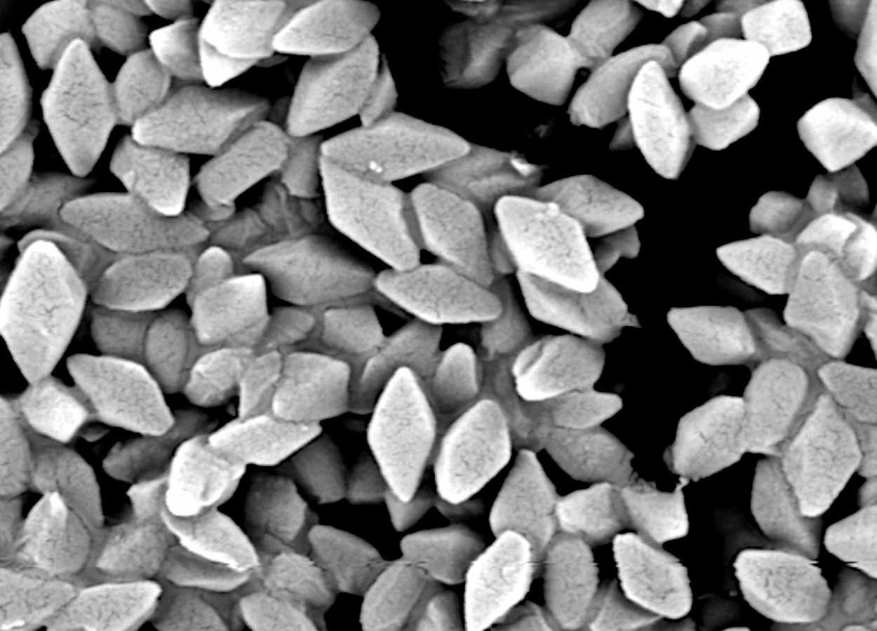 Bioinseticida com Bt preserva predação de crisopídeo em Spodoptera frugiperda
