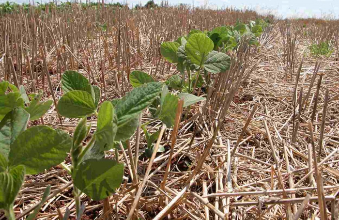 Manejo adequado pode minimizar perdas por El Niño na soja