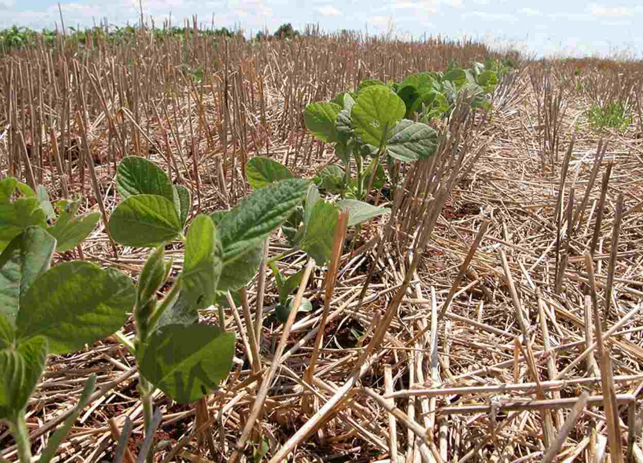 Manejo adequado pode minimizar perdas por El Niño na soja