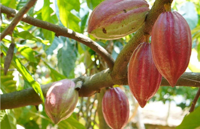 Cacau: clima é fator-chave para desenvolvimento das safras
