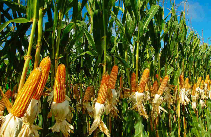 Resultados agronômicos de diferentes variedades e híbridos de milho na região centro-oeste