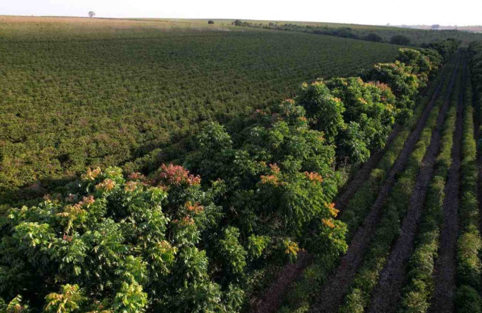 Setor do café contribui para a sustentabilidade no Brasil